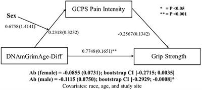 Pain interference mediates the association between epigenetic aging and grip strength in middle to older aged males and females with chronic pain